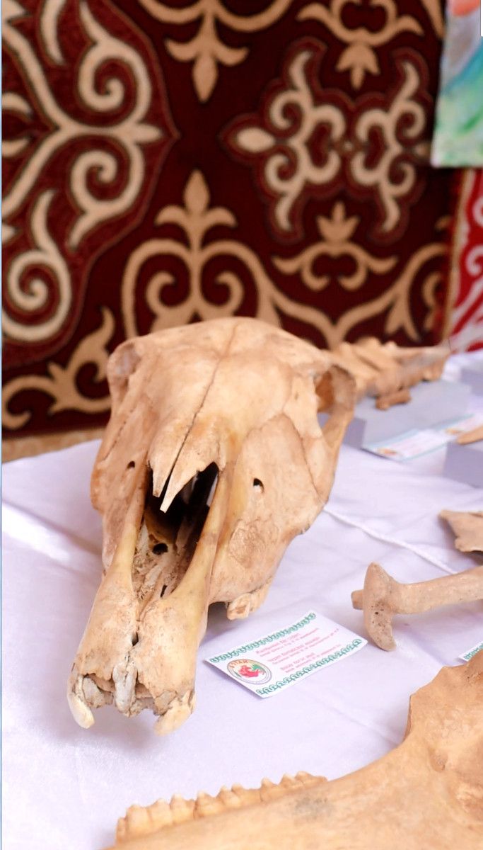 botai2.jpg
