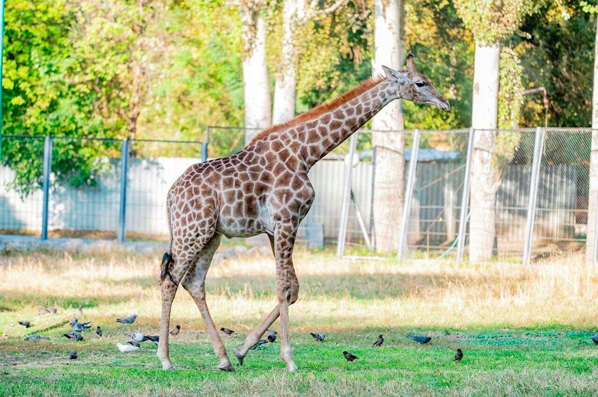 zoo2.jpg